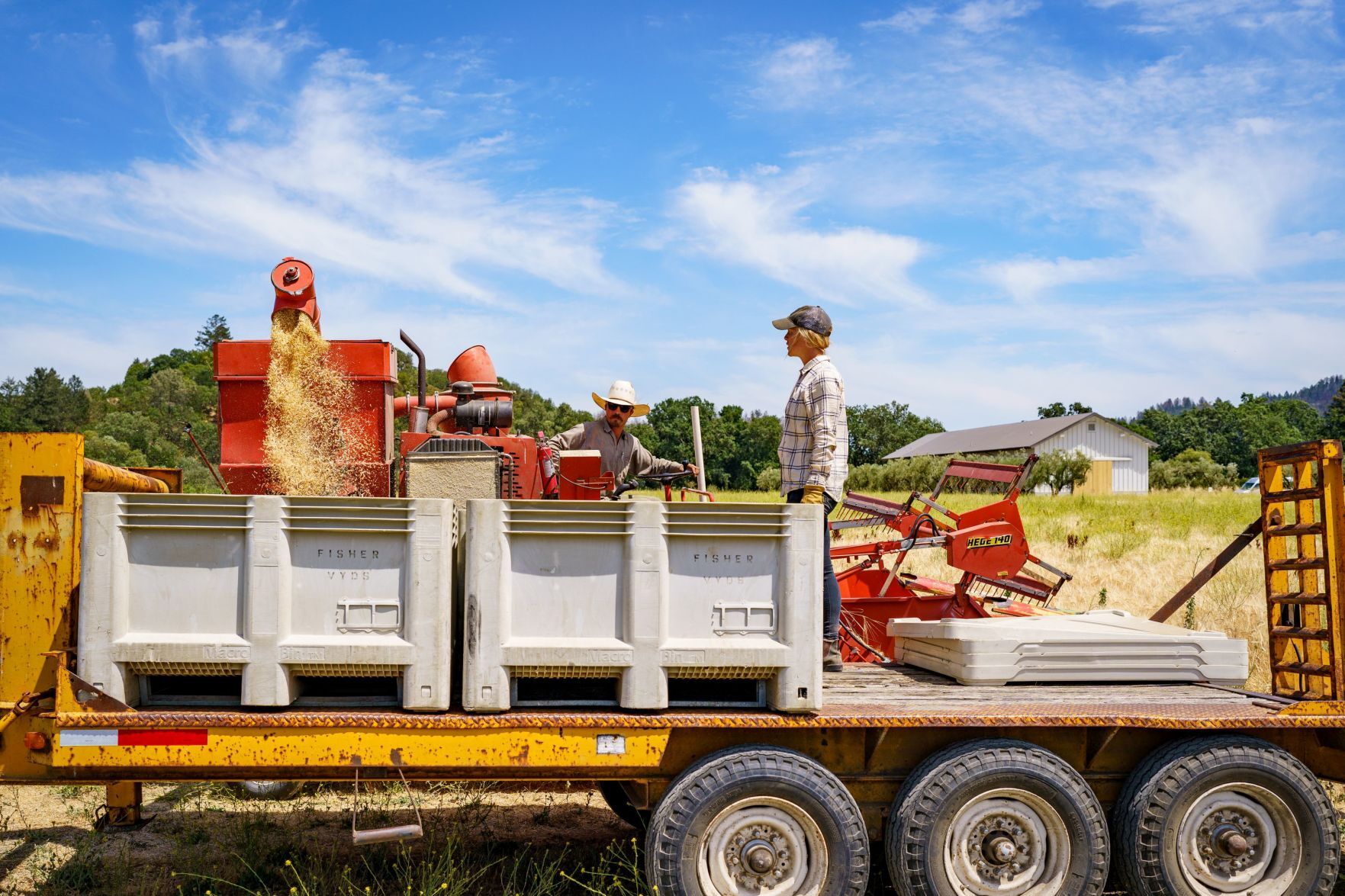 Napa Valley’s Heirloom Grain Harvest 2021